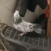 کبوتر کفتر اصفهانی|پرنده|فلاورجان, |دیوار