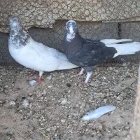 کبوتر