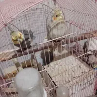 عروس هلندی|پرنده|کیاشهر, |دیوار