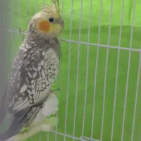 عروس هلندی نر|پرنده|شیروان (خراسان), |دیوار