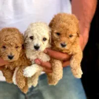 توله سگ پودل مینیاتوری اصیل سایز زیر صفر ی وجبی|سگ|مشهد, اقبال|دیوار