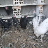 مرغ و خروس گلین لری