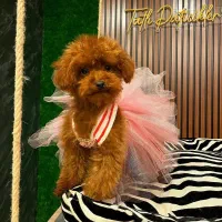 سگ توله توی پودل پودل اپریکات ۶۵ روز