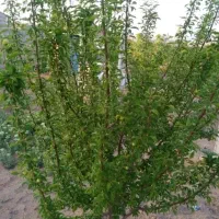 فروش باغ 2 هکتاری کبودراهنگ|فروش زمین و ملک کلنگی|کبودرآهنگ, |دیوار