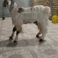 فروش کهره|حیوانات مزرعه|داراب, |دیوار