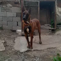 سگ نگهبان مالینویز ماده نگهبان واقعی یک یک