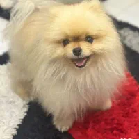 پامر‌خرسی‌‌خالص‌‌‌نر‌۲ساله‌قیمت‌۷۰‌ملیون