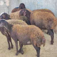 بره ماده شیشک افشار و قزل افشار|حیوانات مزرعه|محمدیه-قزوین, |دیوار