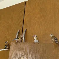 سهره قناری دهندار مست