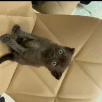 گربه  اسکاتیش کوچولو