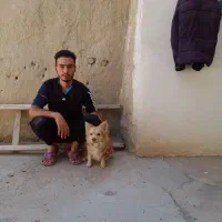 این توله سگ پاکوتاه نر