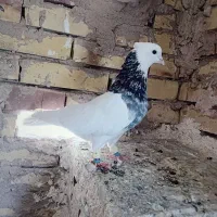 کبوتر سینه سیاه طوقی  سفید