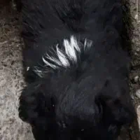 سک پاکوتا باهوش