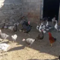 فروشبوقلمون محلیقازبیجارروستایقزانقره