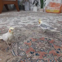 عروس هلندی
