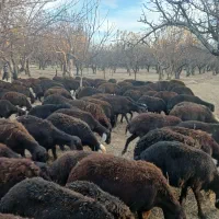 تعدادی میش قرقزل زائیده