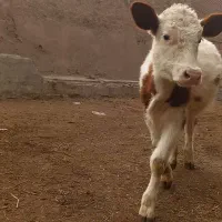 گوساله سیمنتال