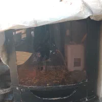 جفتگاه کبوتر