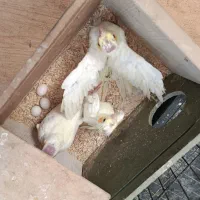 بچه عروس هلندی|پرنده|بهبهان, |دیوار