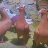 سرخ و زرد پلاکی|پرنده|زاهدان, |دیوار