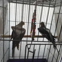 یه جفت عروس هلندی مولد|پرنده|هشتگرد, فاز ۱ مهستان|دیوار