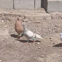 کاغذی دم سفید ماده