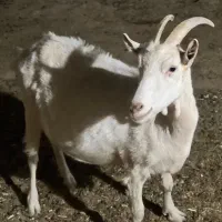 بز شیرا و دوقلو زا ابستن سنگین