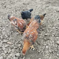 مرغ محلی|حیوانات مزرعه|نکا, |دیوار