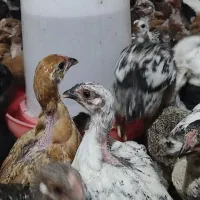 جوجه مرغ و خروس محلی