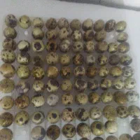 تخم نطفه دار وخوراکی بلدرچین