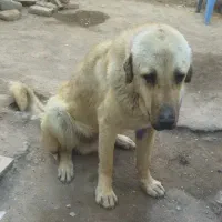 سگ گمشده|سگ|اردبیل, |دیوار