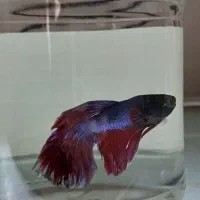 ماهی فایتر جفت|ماهی|کرمانشاه, |دیوار