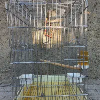 قفس عروس هلندی،کاسکویی