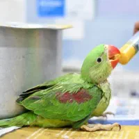 جوجه شاه طوطی|پرنده|بیرجند, |دیوار