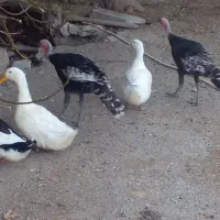 فروش اردک و بوقلمون
