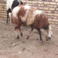 یک راس بره ماده باب نگهداری