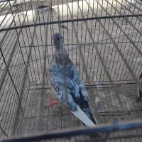 کبوتر فروشی|پرنده|شیروان (خراسان), |دیوار