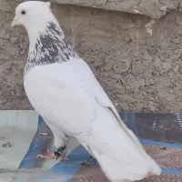 طوقی|پرنده|فولادشهر, سایت صنعتی کاوه|دیوار