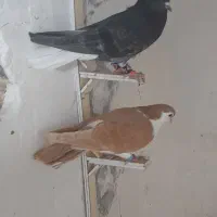 کبوتر فروشی