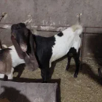 چپش پاکستانی اصیل