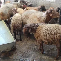 گوسفند نر باب داشت و پروار|حیوانات مزرعه|بیلوار, |دیوار