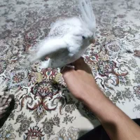 عروس هلندی رام|پرنده|هرسین, |دیوار