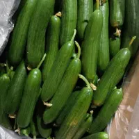 سفارش میوه درجه ۱ میدان تره بار|خوردنی و آشامیدنی|تهران, میدان میوه و تره‌بار مرکزی|دیوار