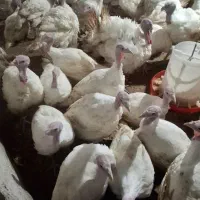 بوقلمون بیوتی۶|حیوانات مزرعه|لولمان, |دیوار