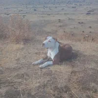 سگ بیت بول