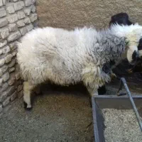 بره نر|حیوانات مزرعه|مهریز, |دیوار