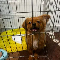 پامرا باهوش