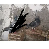کبوتر