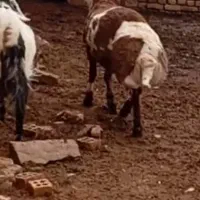 بره نر قوچی|حیوانات مزرعه|مشهد, كنويست|دیوار