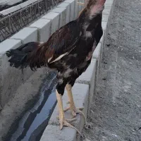 خروس لاری